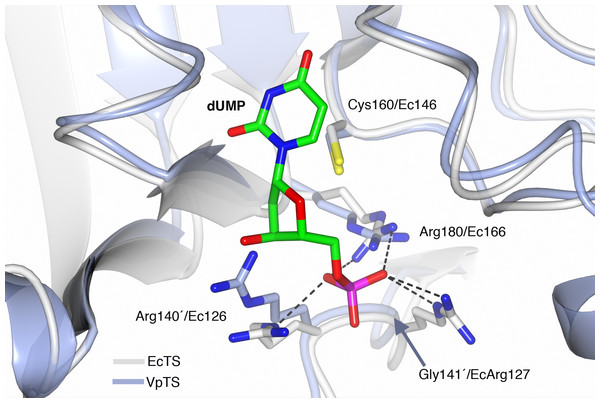 Prediction of the active site of VpTS.