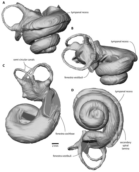 Inner ear of Caperea sp. (NMV P233333).