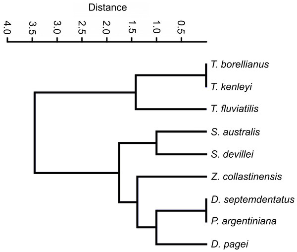 Dendrogram of the hierarchical clustering analysis using categorical characters of the analyzed gastric ossicles of Trichodactylidae species.