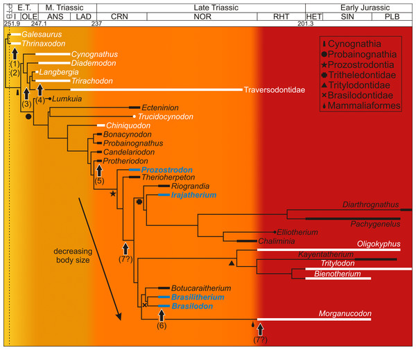 Acquisition of mammalian features mapped onto a Triassic–Jurassic cynodont phylogenetic tree.