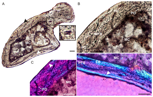 Ulna osteohistology of Brasilodon quadrangularis UFRGS-PV-765-T.