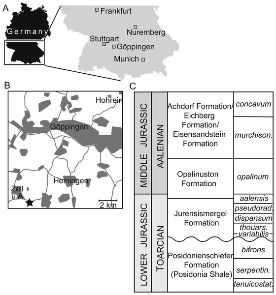 Occurrence information for specimens of Dapedium from the Opalinuston Formation.