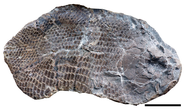 SMNS 96990, holotype of Dapedium ballei sp. nov.