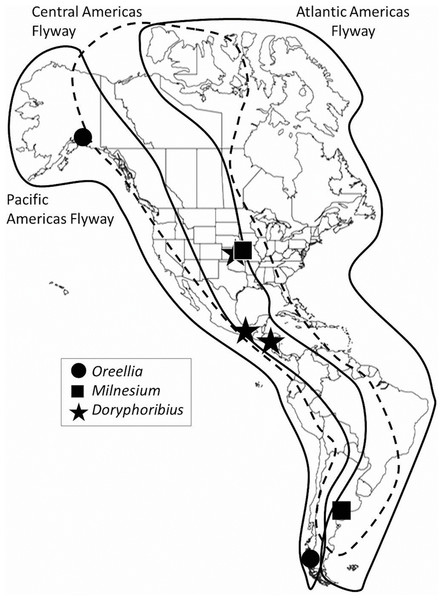 Migration flyways in the Americas, with examples of disjunct distributions of some tardigrades.