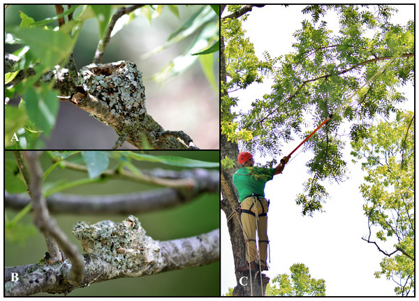 (A) Blue-gray gnatcatcher (Polioptila caerulea) nest covered with lichen in a black walnut (Juglans nigra) in Wabaunsee County, KS. (B) Ruby-throated hummingbird (Archilochus colubris) nest constructed with lichen in a green ash (Fraxinus pennsylvanica) in Douglas County, KS. C. SAK collecting the blue-gray gnatcatcher nest.