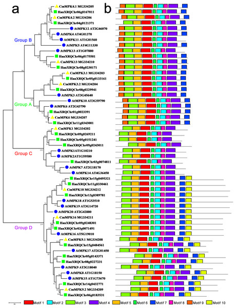 Phylogenetic and domain analyses of MPKs.