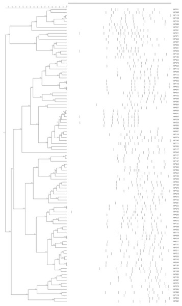 ERIC-PCR dendrogram of 99 H. parasuis field isolates.