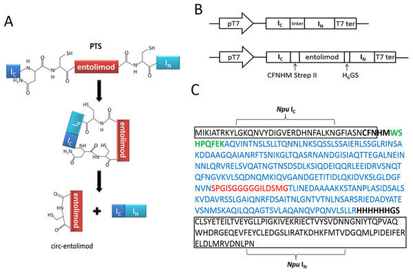 Entolimod cyclization in vivo using trans-splicing activity of Npu DnaE intein.