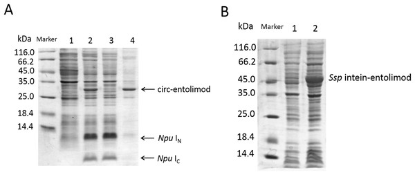 SDS–PAGE analysis of circ-entolimod expression.