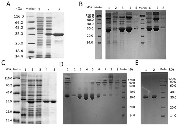 SDS–PAGE analysis of lin- and circ-entolimod purification.