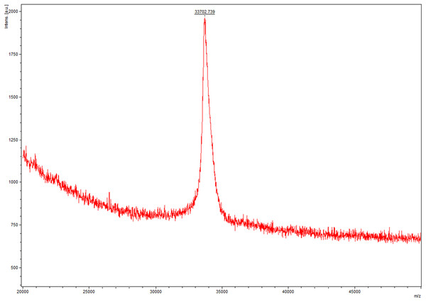 The molecular weight of circ-entolimod is analyzed by MALDI mass spectrometry.