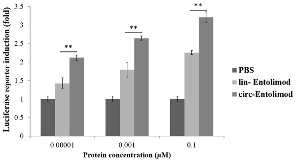 Induction of NF-κB-responsive transcription by lin-entolimod and circ-entolimod.