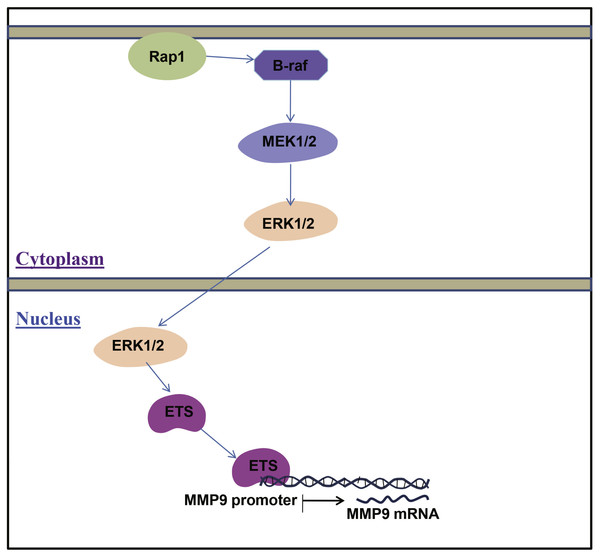 A diagram illustrating the MAPK/ERK/ETS signaling pathway regulated MMP9 in ccRCC.