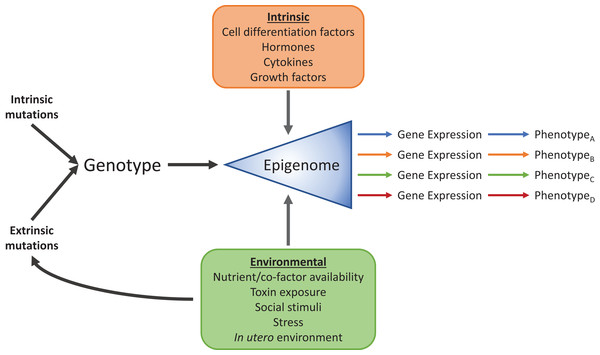 Intrinsic and environmental signals integrate through the epigenome to produce distinct phenotypes from identical genomic information.