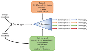 Transcriptional regulation of metabolism in disease: From transcription ...