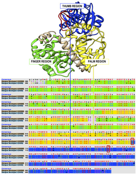 The overall structure and sequence analysis of the RdRp enzyme of DENV serotype 2 and 3.
