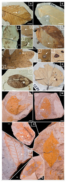 Well-preserved samples of fossil leaves morphotypes from Willershausen and Berga outcrops, late Pliocene from Germany.