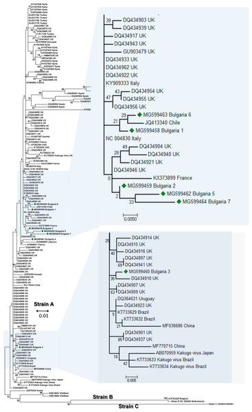 Molecular phylogenetic analysis of deforming wing virus (DWV) isolates from Bulgaria and other countries.