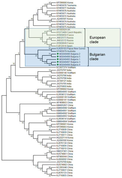 Molecular phylogenetic analysis of Sacbroad virus (SBV) isolates from Bulgaria and other countries.