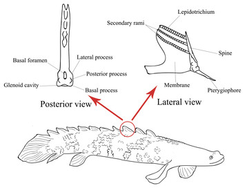 ­Morphological variations in the dorsal fin finlets of extant ...