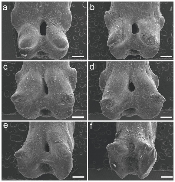 SEM images of the pinnules of P. palmas. UERJ-PNT 526.