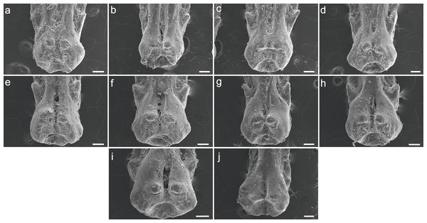 SEM images of the pinnules of C. calabaricus UERJ-PNT 527.