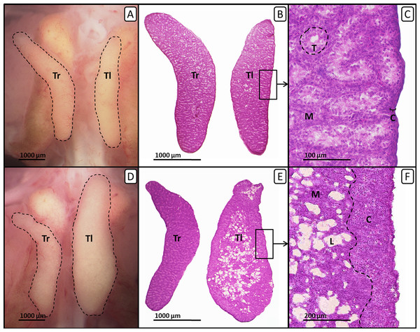 Right and left testis of genetic males of untreated control group and EE2-treated group on day 19 of embryonic development.