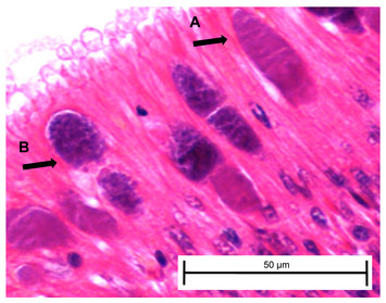 Differing responses of red abalone (Haliotis rufescens) and white ...