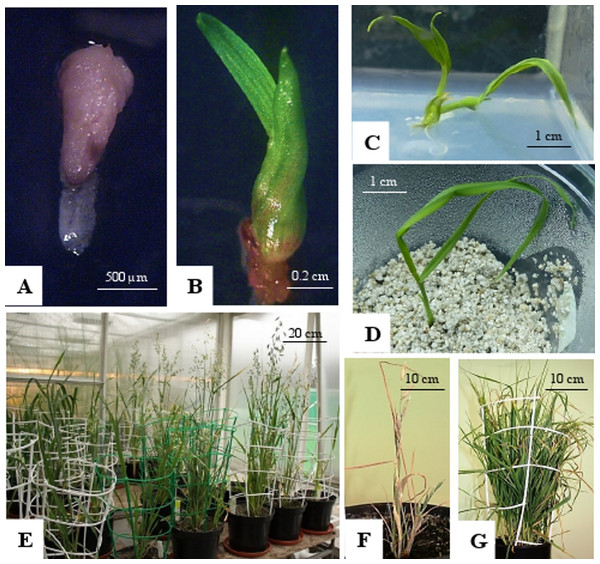 Oat haploid embryo formed after crossing with maize.