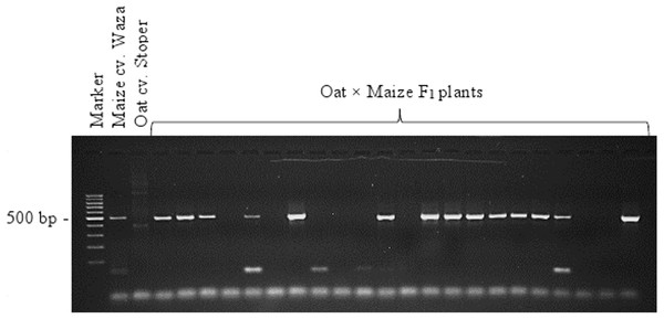 Identification of oat × maize F1 plants.