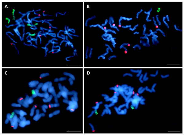 Visualization of added maize chromosomes in oat genome by genomic in situ hybridization (GISH).