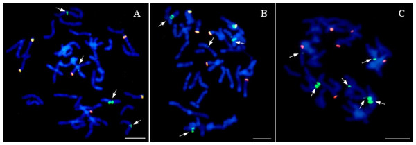 Visualization of added fragments of maize chromosomes in oat genome by genomic in situ hybridization (GISH).