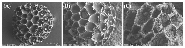 FESEM images of synthesized adsorbent.