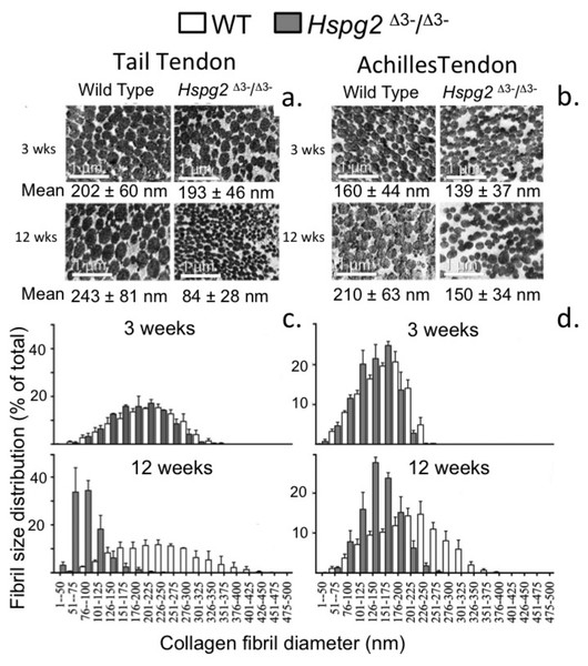 Measurement of the collagen fibril diameters in wild type and perlecan exon 3 null tail and Achilles tendons by transmission electron microscopy.