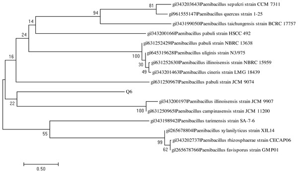 Neighbor-joining phylogenetic tree of Paenibacillus sp. strain Q6.