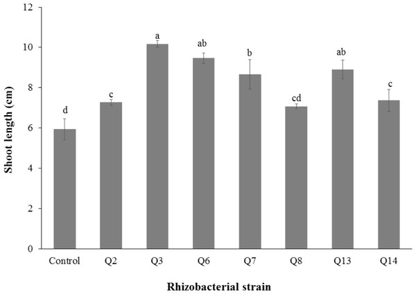 Effect of phosphate solubilizing rhizobacteria on the shoot length of cotton seedlings.