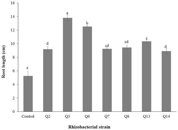 Effect of phosphate solubilizing rhizobacteria on the root length of cotton seedlings.