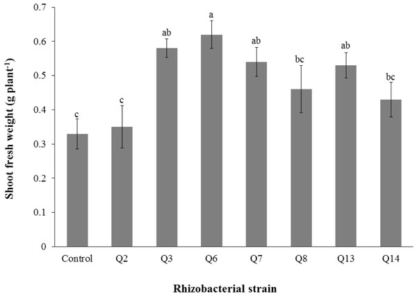 Effect of phosphate solubilizing rhizobacteria on the shoot fresh weight of cotton seedlings.