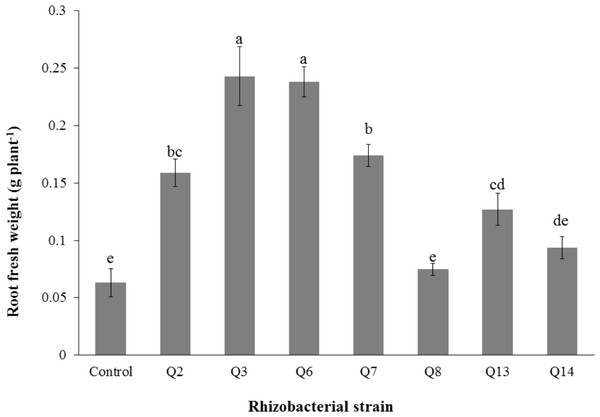 Effect of phosphate solubilizing rhizobacteria on the root fresh weight of cotton seedlings.