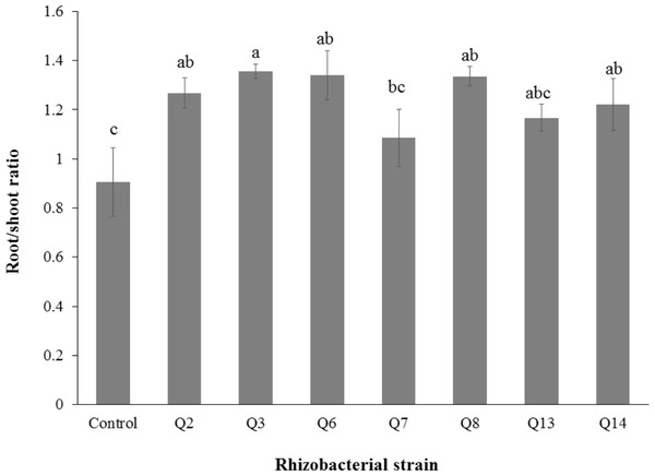Effect of phosphate solubilizing rhizobacteria on root/shoot ratio of cotton seedlings.