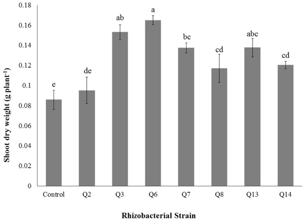 Effect of phosphate solubilizing rhizobacteria on the shoot dry weight of cotton seedlings.