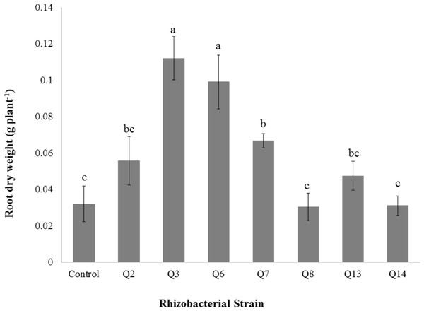 Effect of phosphate solubilizing rhizobacteria on the root dry weight of cotton seedlings.
