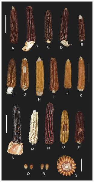 The Rostrata Group and crosses: representative ears, kernels and ear section.