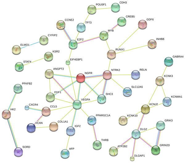 The protein-protein interaction network included 44 genes with scores of >0.4 in String.
