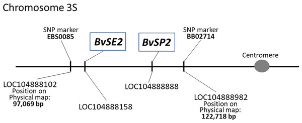Positions of BvSE2 and BvSP2 genes, encoding chitinases, Classes III and IV, respectively, on the physical map of chromosome 3S in sugar beet.