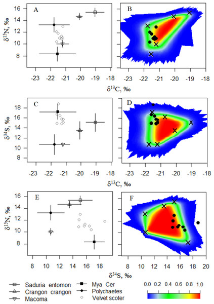 (A, C, E) The five-source mixing model biplots with δ34S, δ15N, and δ13C values after the TEF corrections in potential food sources and the Velvet Scoters (Model0). (B, D, F) The simulated mixing polygons for the biplots.