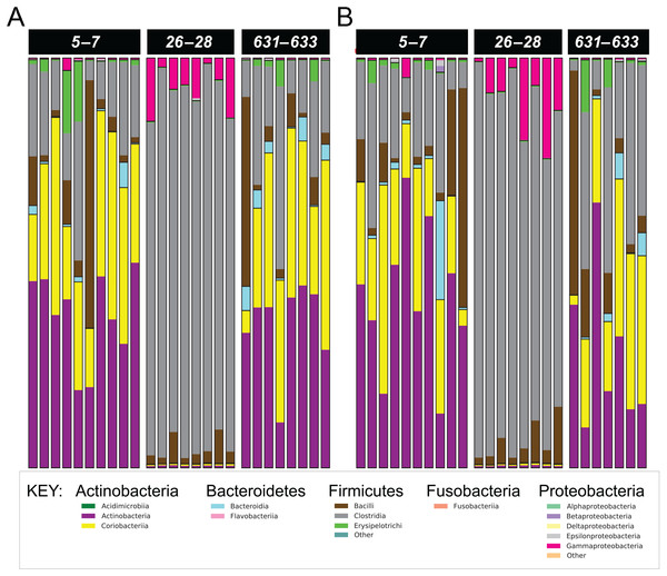 Phylum- and class-level composition of fecal microbiota obtained from feline fecal samples.