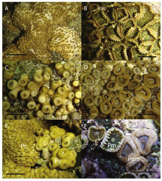 In situ images of Palythoa species examined in this study.