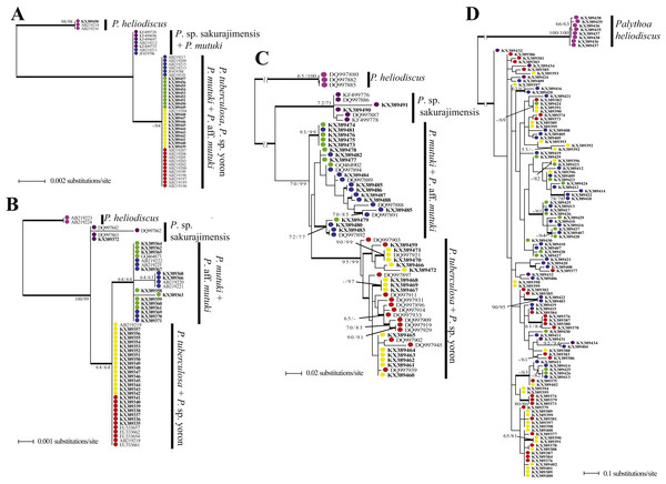 Phylogenetic trees of four DNA markers for Palythoa species examined in this study.