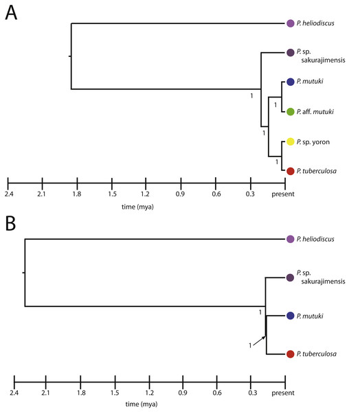 Species trees for Palythoa under (A) six species model, and (B) four species model.